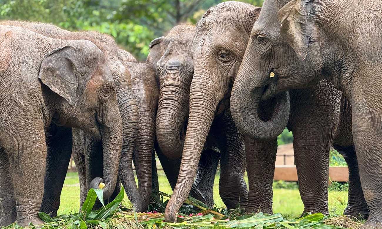 Rescued Asian elephants at a Thailand sanctuary — the kind of work your gift protects.