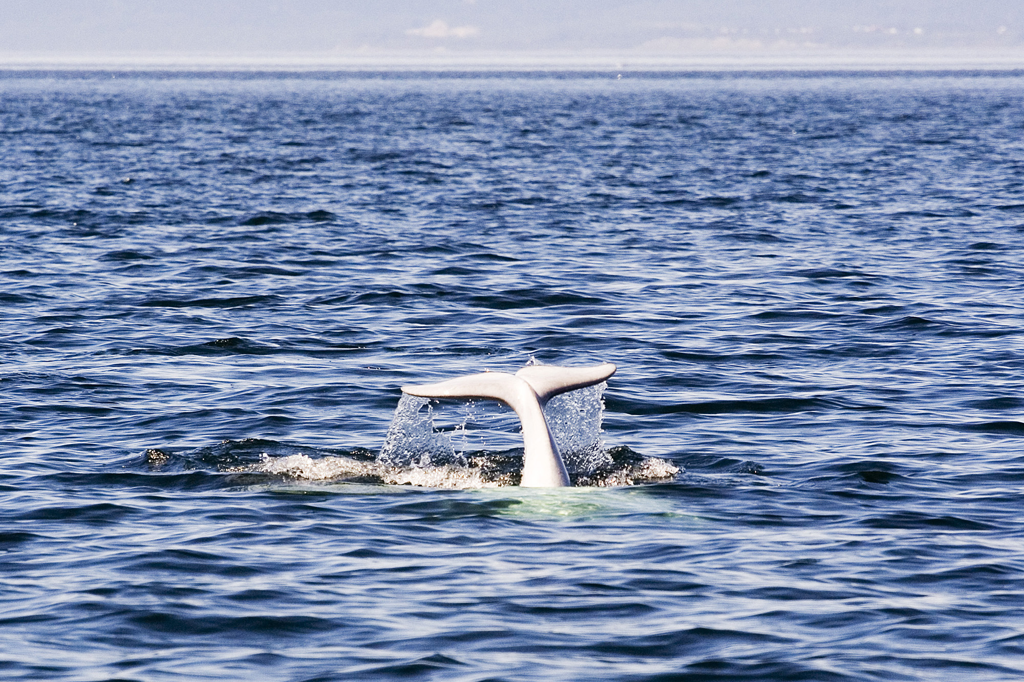 Arctic fjord whale sanctuary, Norway
