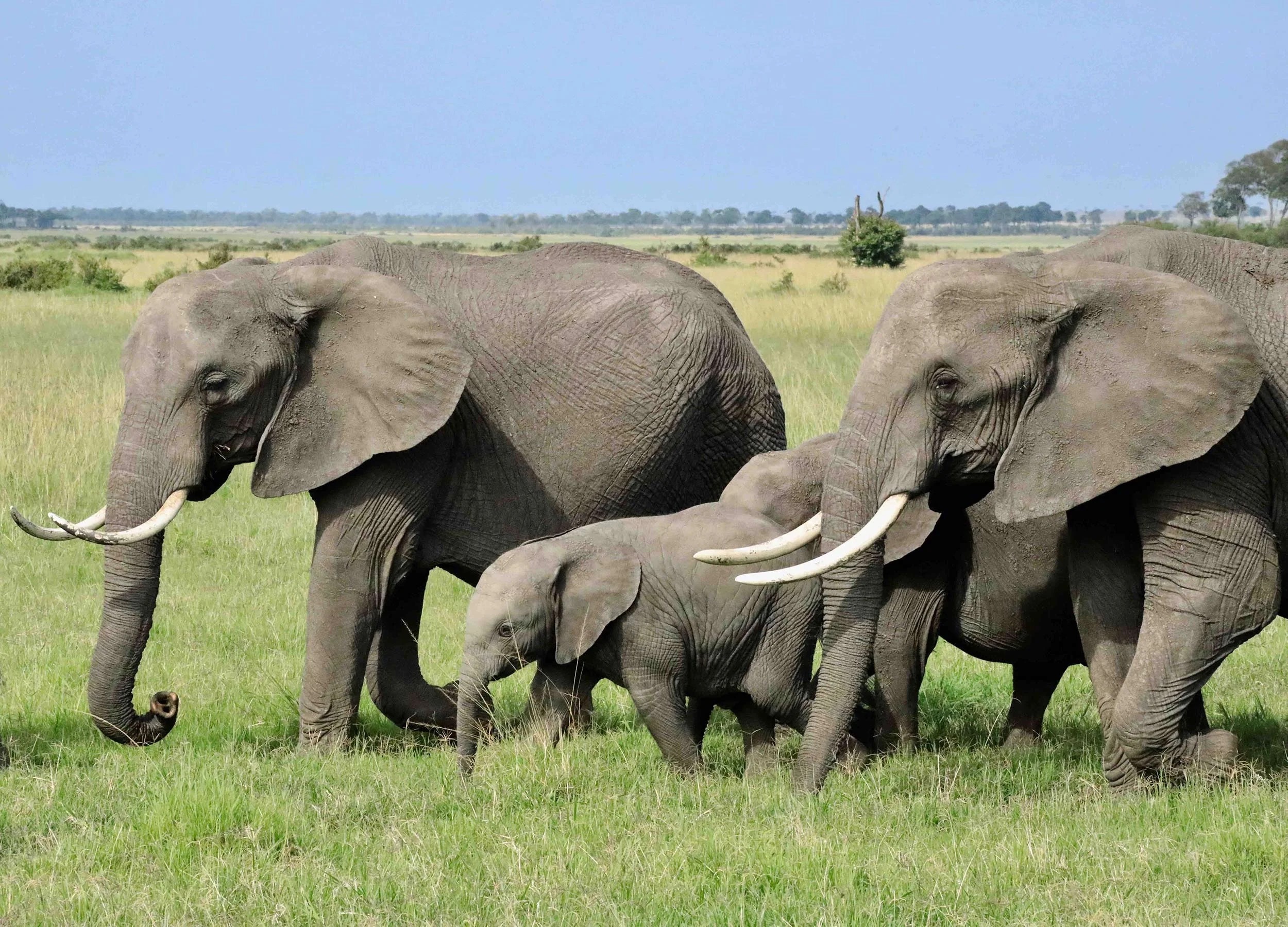 Trophy Hunting’s Impact on Science, Ethics and Conservation