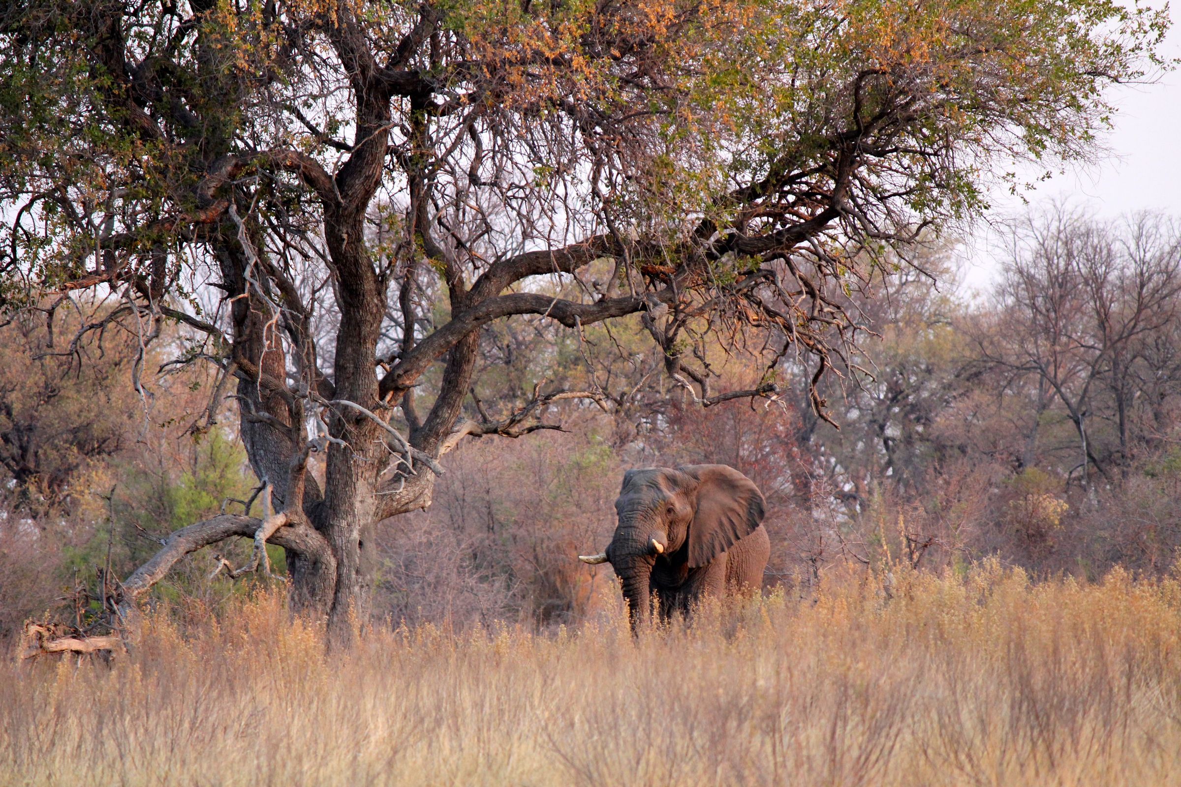 Xudumela Conservancy on the Okavango Delta