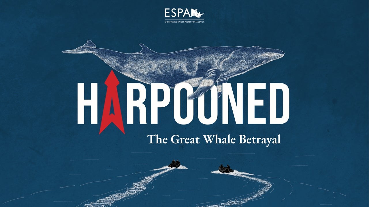 Whale hunt at sea, from the Ecoflix film Harpooned