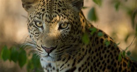 Wildlife ranger work, from Over and Above Africa