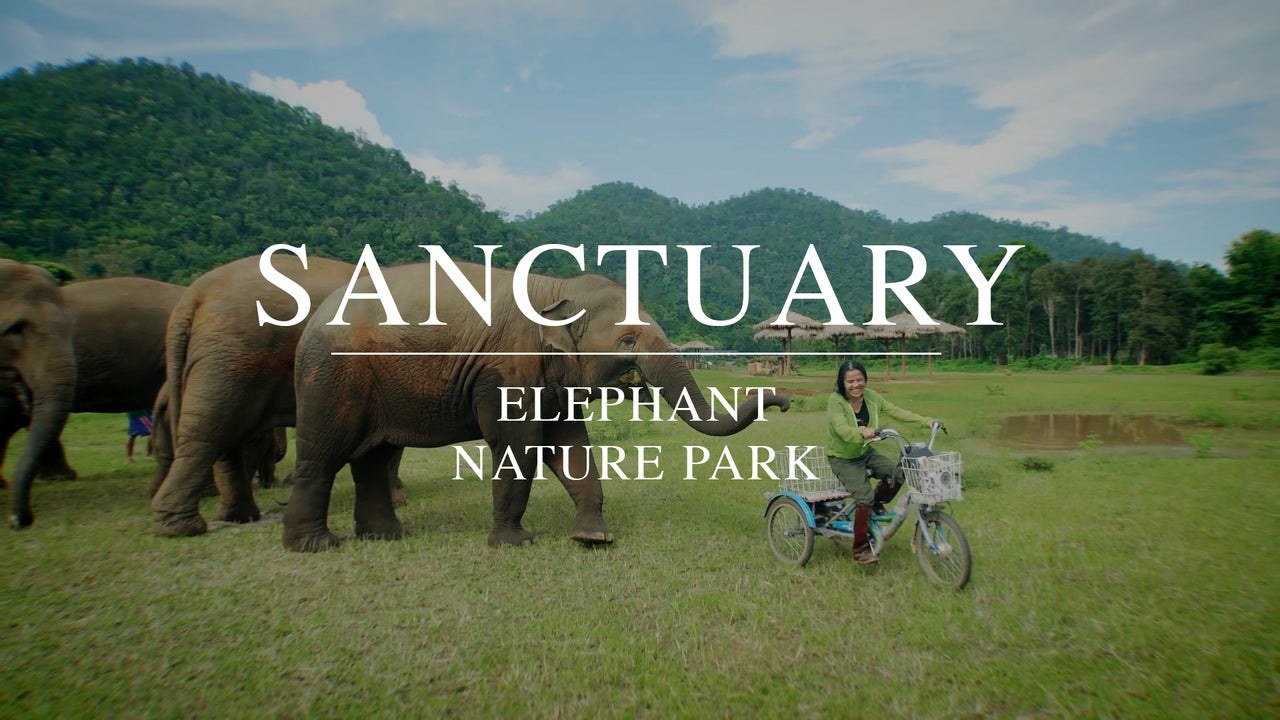 Rescued elephants at a sanctuary, from Sanctuary - Elephant Nature Park