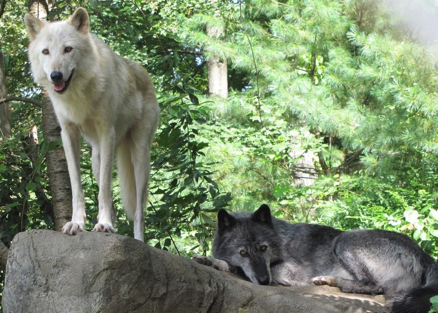 WOLF THERIANS MEET REAL WOLVES  Wolf Conservation Association